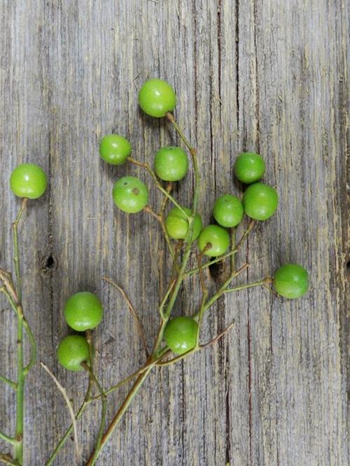 CHINA BERRY  GREEN BERRIES